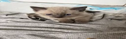 Mixed Breed cats for sale: Mixed ragdolls in Prudhoe - Advert 6