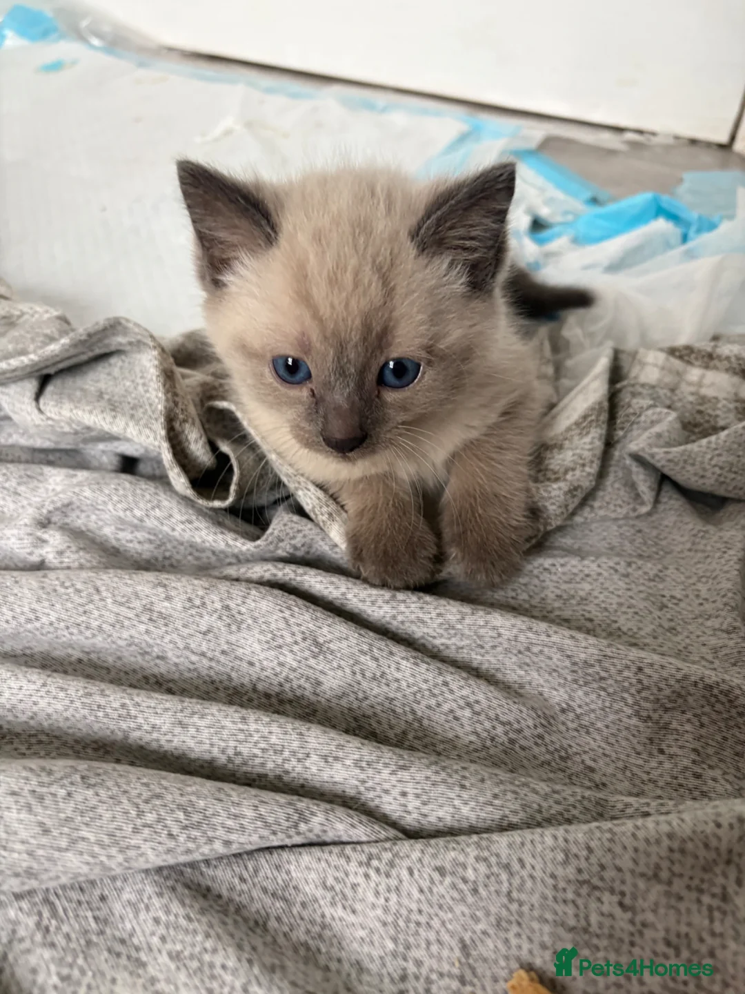 Mixed Breed cats for sale: Mixed ragdolls in Prudhoe - Advert 6