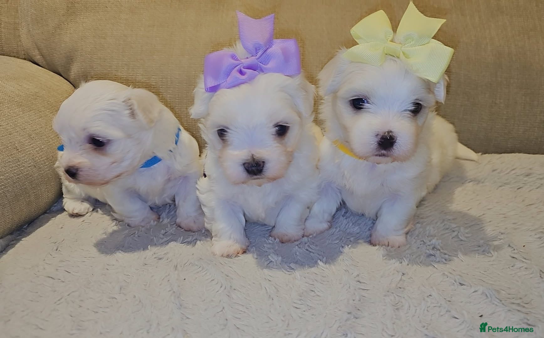 Maltese dogs Maltese puppies  - Advert 2