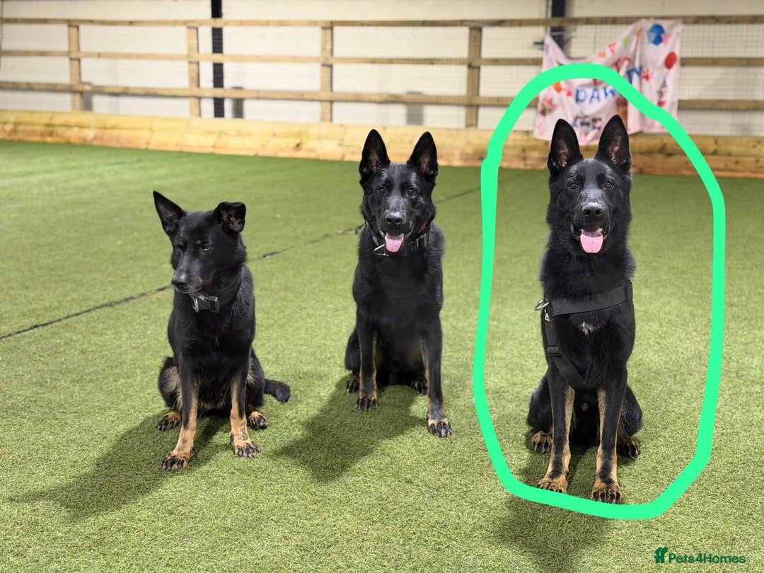 German Shepherd dogs for sale: Exceptional German Shepherd | KC Registered  - Advert 3