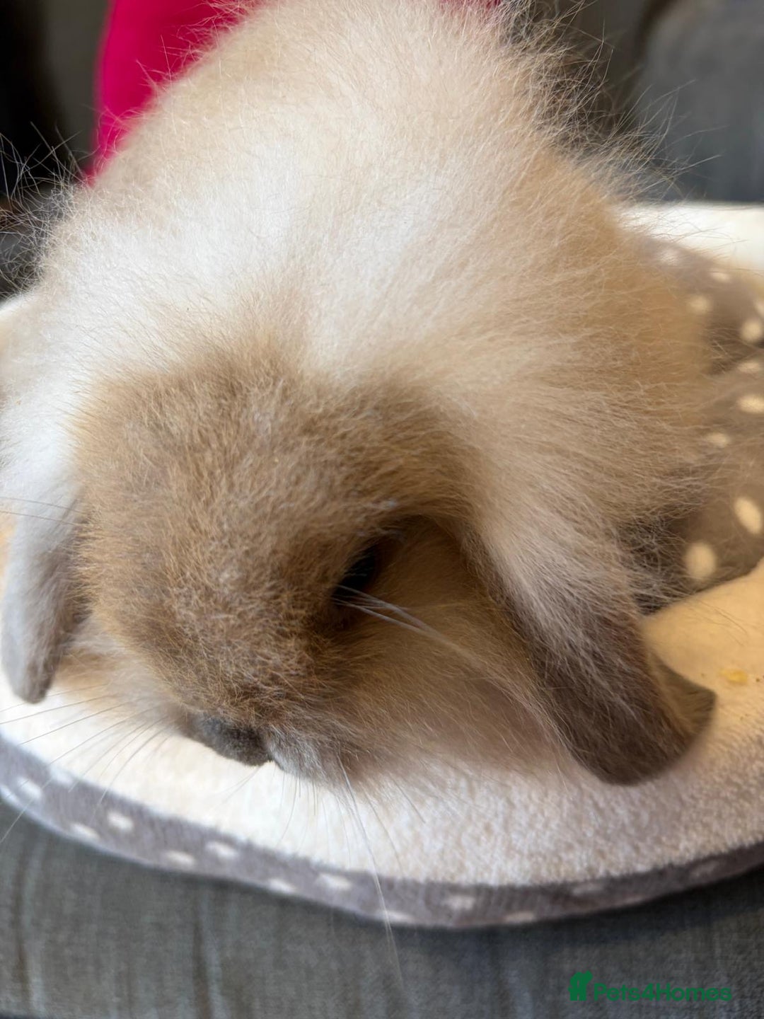 Lionhead rabbits for sale: Beautiful Lionhead/Mixed breed baby rabbits  - Image 7