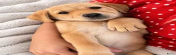 Labrador Retriever dogs for sale: Lady Luck (Miss Pink)-Grace (Kësem) - Advert 3