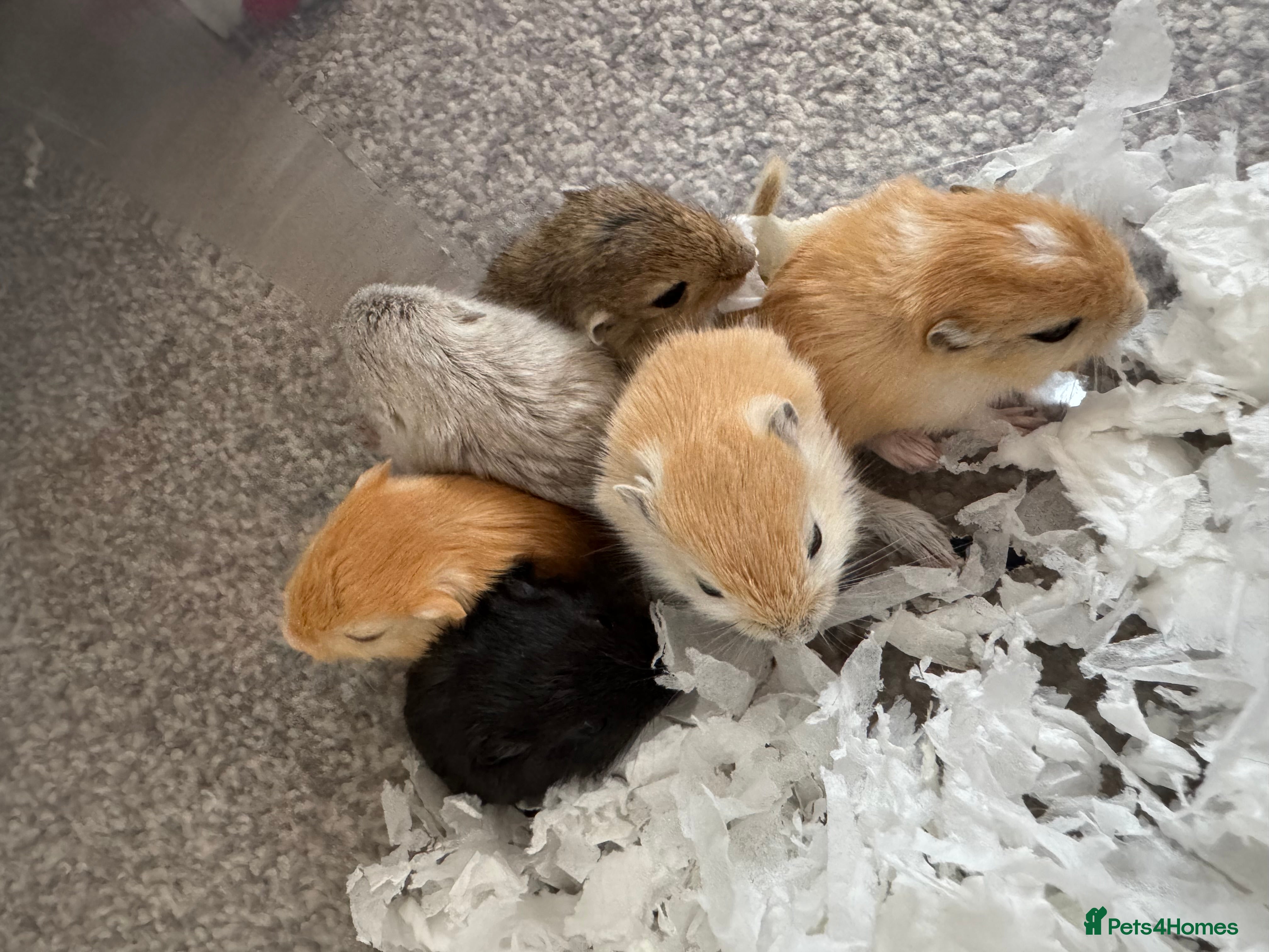 Gerbil rodents Baby gerbils ready soon - Advert 1