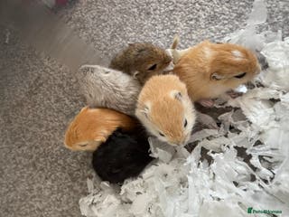 Gerbil rodents Baby gerbils ready soon - Advert 11