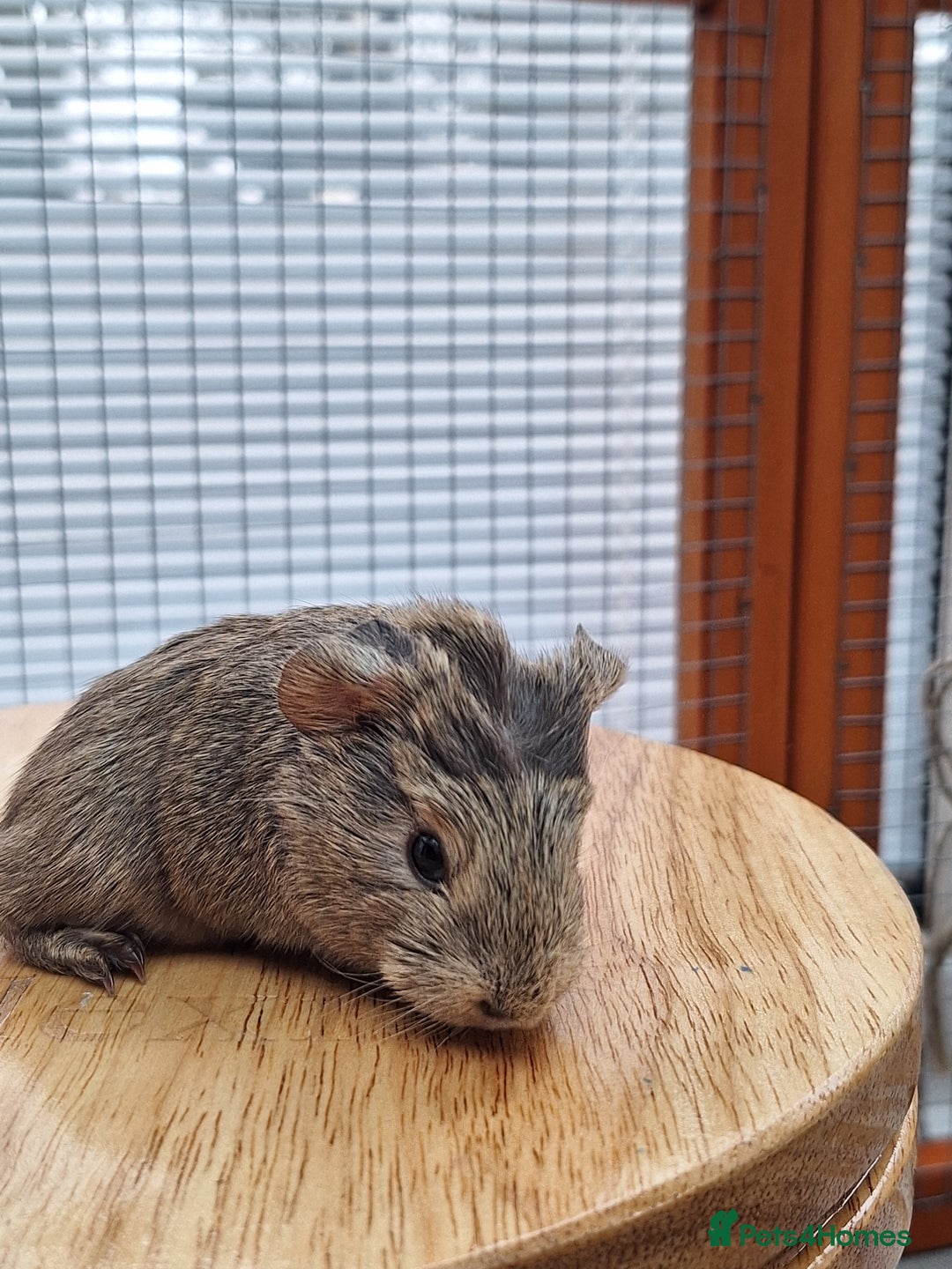 Guinea Pig rodents for sale: 2 Guinea Pig Sows - Advert 3