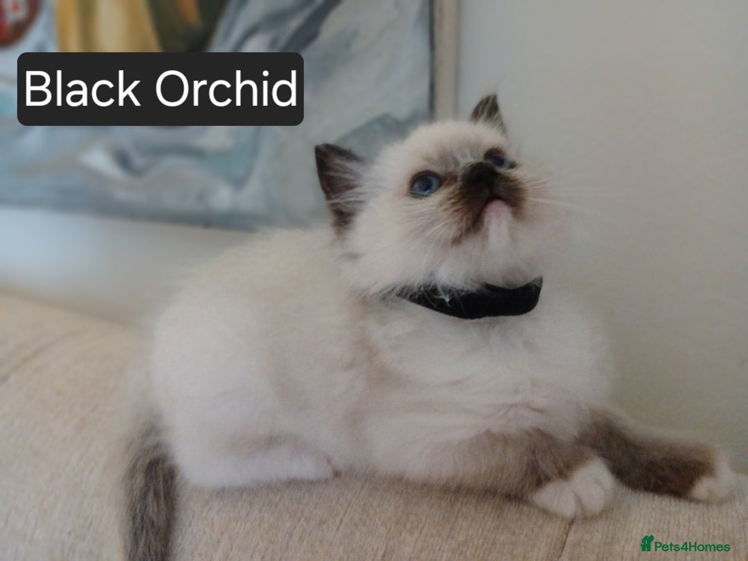 Ragdoll cats for sale: 6 Adorable 1/2 Pedigree Ragdoll Kittens 💗  - Advert 7