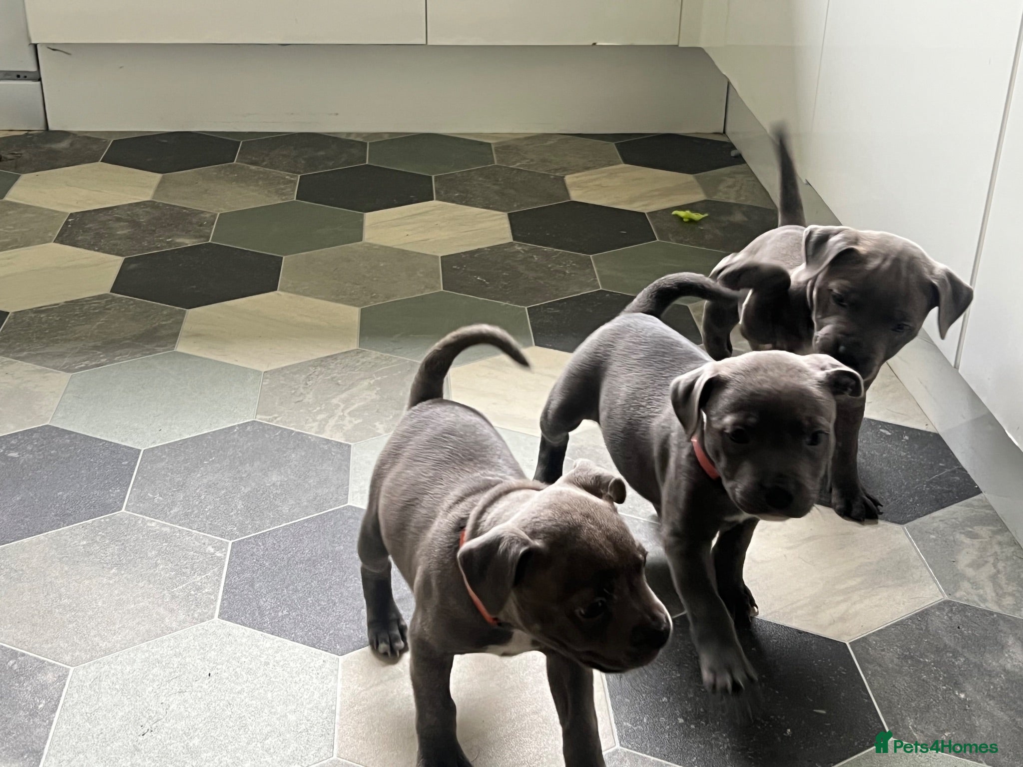 Staffordshire Bull Terrier dogs K. C registered blue Staffordshire puppies - Advert 2