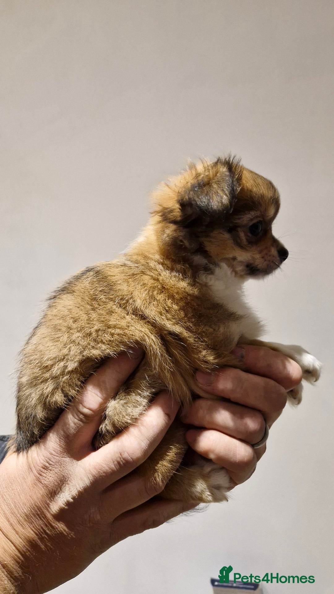 Chihuahua dogs for sale: 🐶READY TO LEAVE🐶 LAST ONE Tiny Chihuahua Puppies - Advert 32