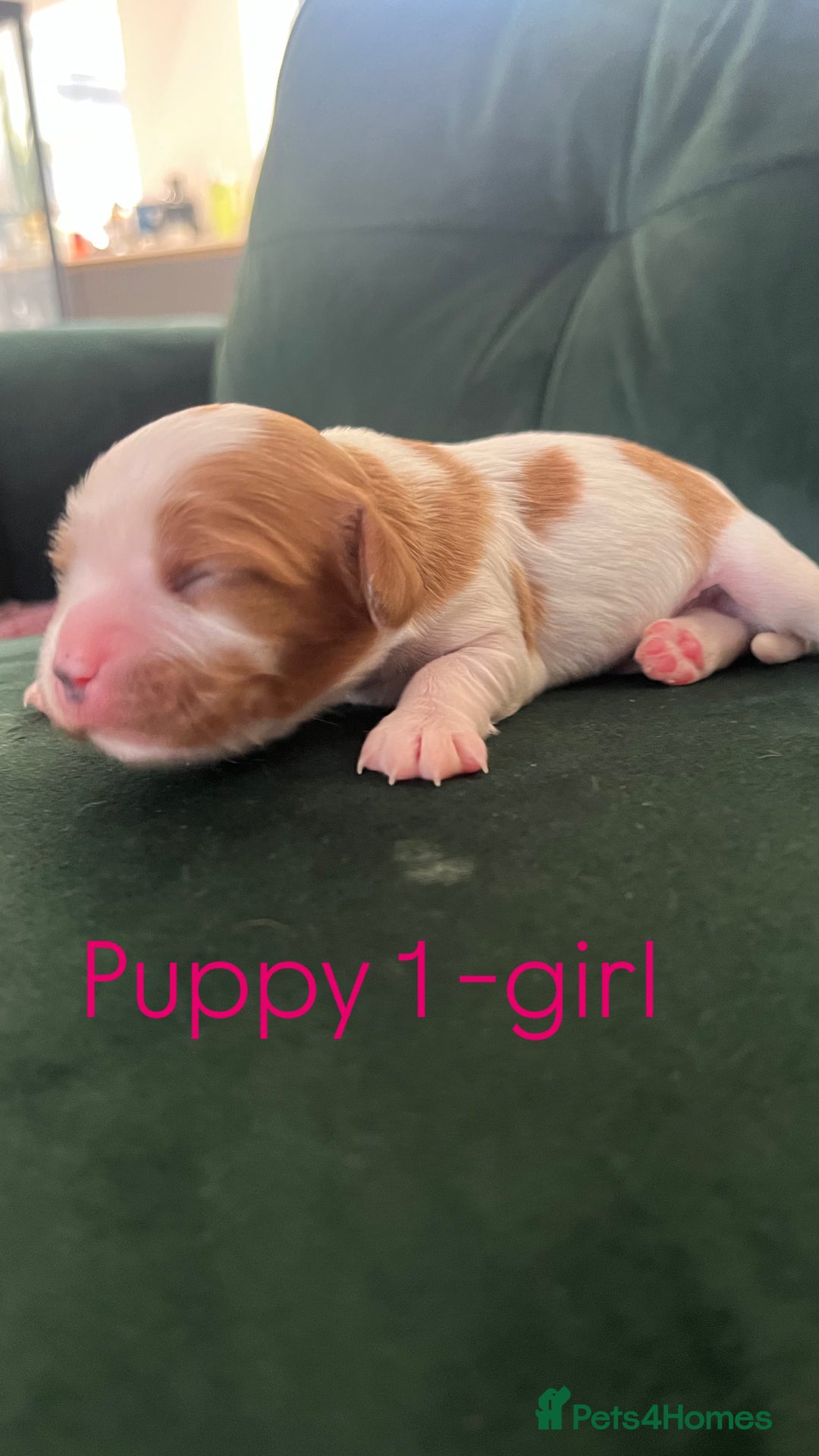 Cavalier King Charles Spaniel dogs for sale: Beautiful KC Registered Cavalier King Charles Pups - Advert 2