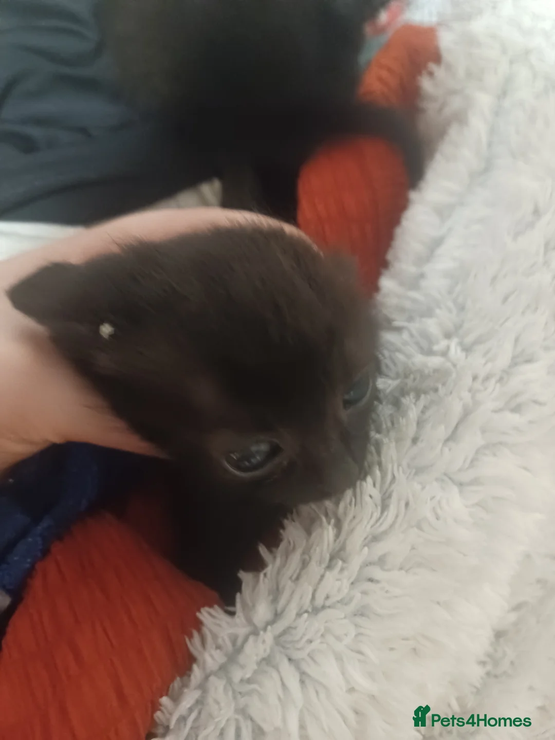 Mixed Breed cats for sale: Kittens for sale £20 - Advert 2