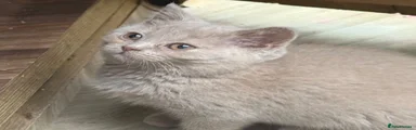 British Shorthair 2
