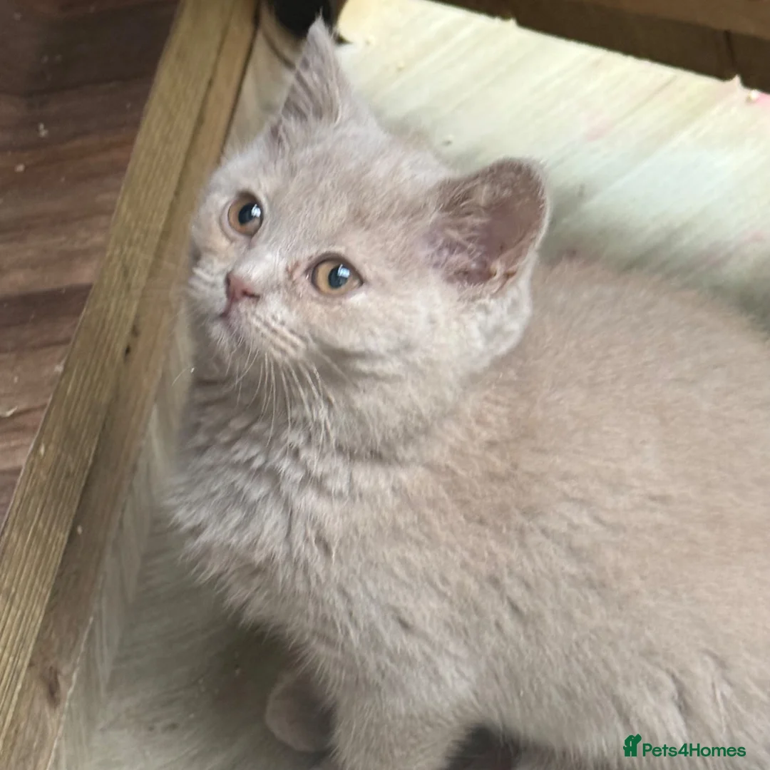 British Shorthair cats for sale: Lilac BSH  GCCF Boys  - Advert 16