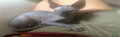 Sphynx 1