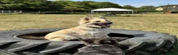 German Shepherd dogs for stud: Long haired German shepherd KC registered stud  - Advert 5