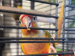 Conures birds Green cheek conure 11months for sale £700 - Advert 5