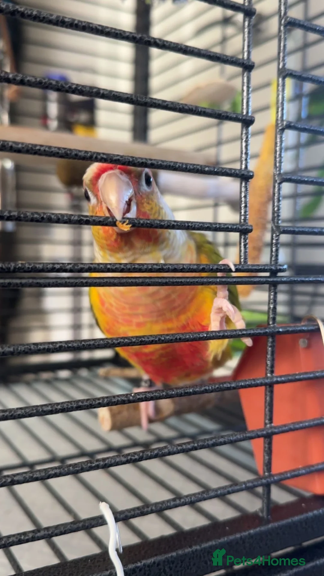 Conures birds for sale: Green cheek conure 11months for sale £500  - Advert 1