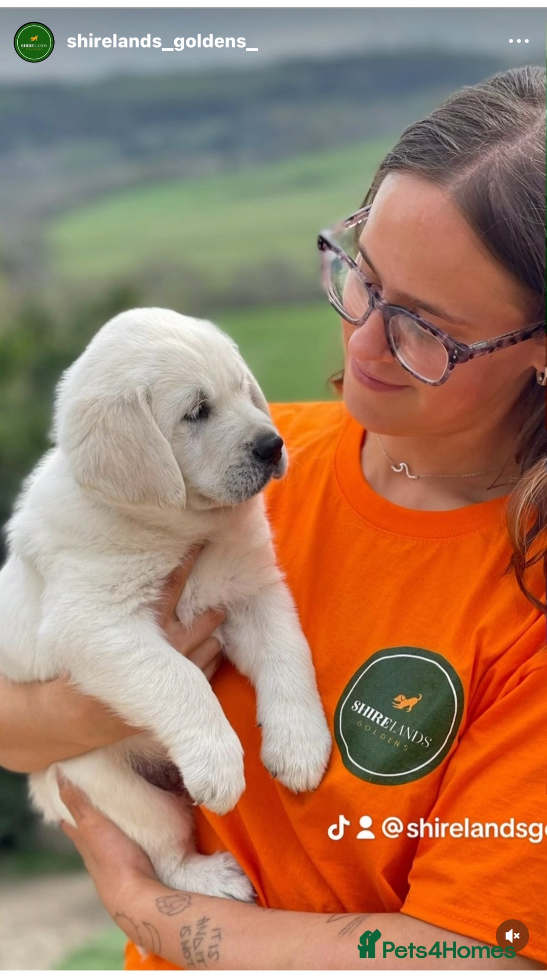 Goldador dogs for sale: Superb Goldador Puppies expected - Advert 8