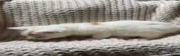 American Shorthair cats for sale: Cuddly Cute Kalic Kittens🐾 - Advert 27