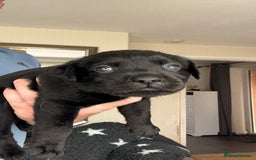 Labrador Retriever dogs for sale: Kc Reg Labrador  Puppies Health Tested Parents - Image 33