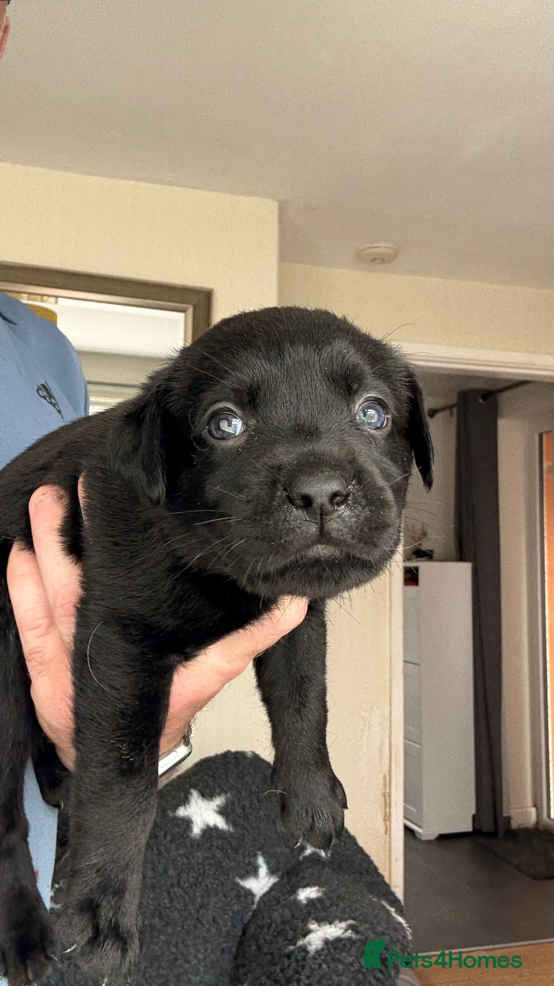 Labrador Retriever dogs for sale: Kc Reg Labrador  Puppies Health Tested Parents - Image 33