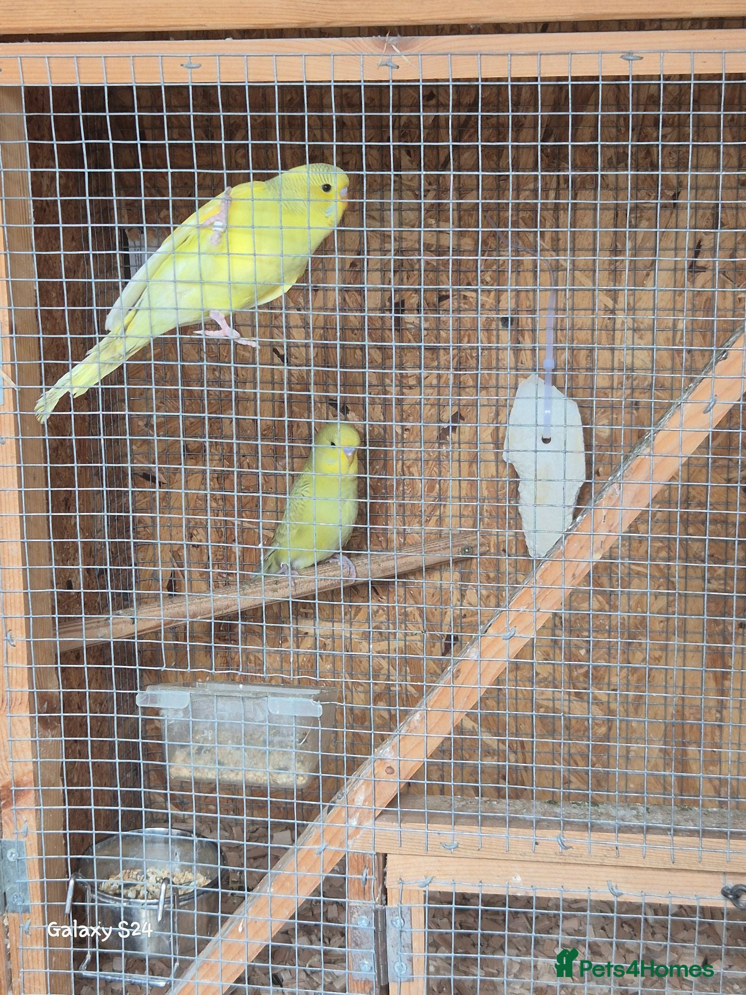 Budgerigars birds Budgies for sale :)  - Advert 18