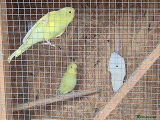Budgerigars birds Budgies for sale :) - Advert 18