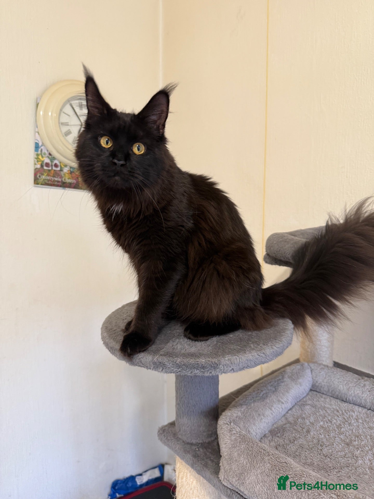 Maine Coon cats GCCF Maine coon Russian Import line👑 - Advert 1