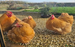 Chickens poultry for sale: Pure Breed Buff & Rare Orpingtons 9 month Pullets - Image 1