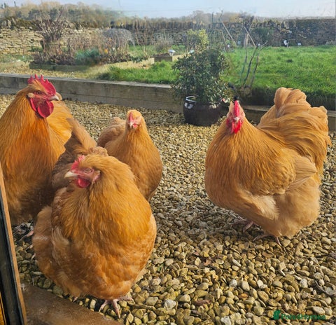 Chickens poultry - Advert 15