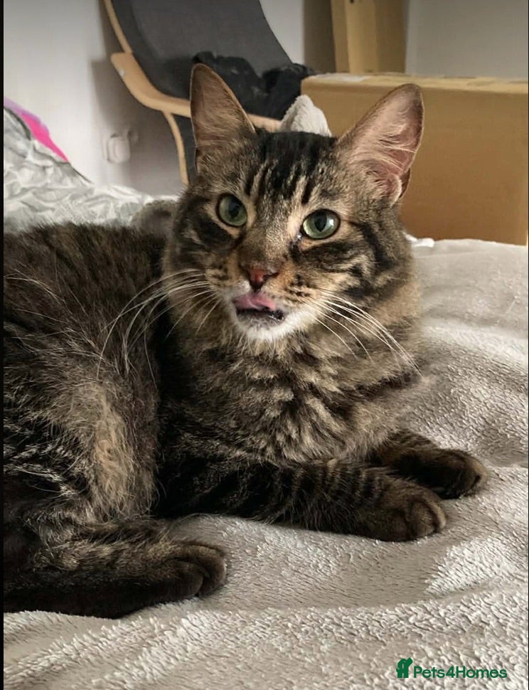 Mixed Breed cats Family loving Tiggy is looking for a home - Advert 1
