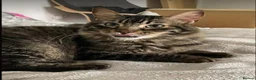 Mixed Breed cats for adoption: Family loving Tiggy is looking for a home in London - Advert 1