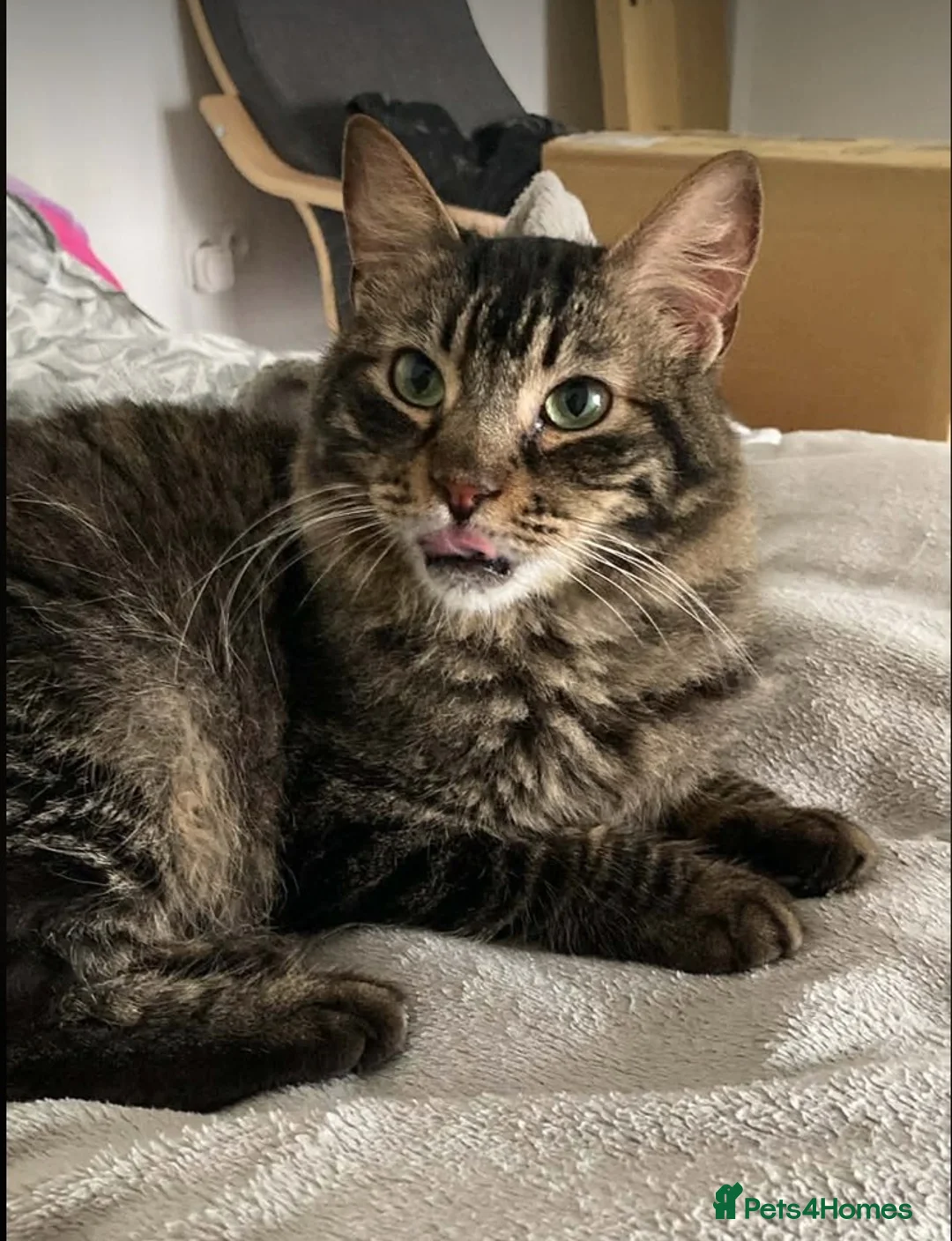 Mixed Breed cats for adoption: Family loving Tiggy is looking for a home in London - Advert 1