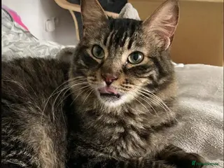 Mixed Breed cats Family loving Tiggy is looking for a home - Advert 1