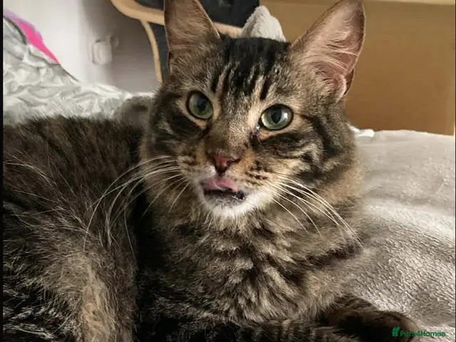 Mixed Breed cats for adoption: Family loving Tiggy is looking for a home - Advert 2