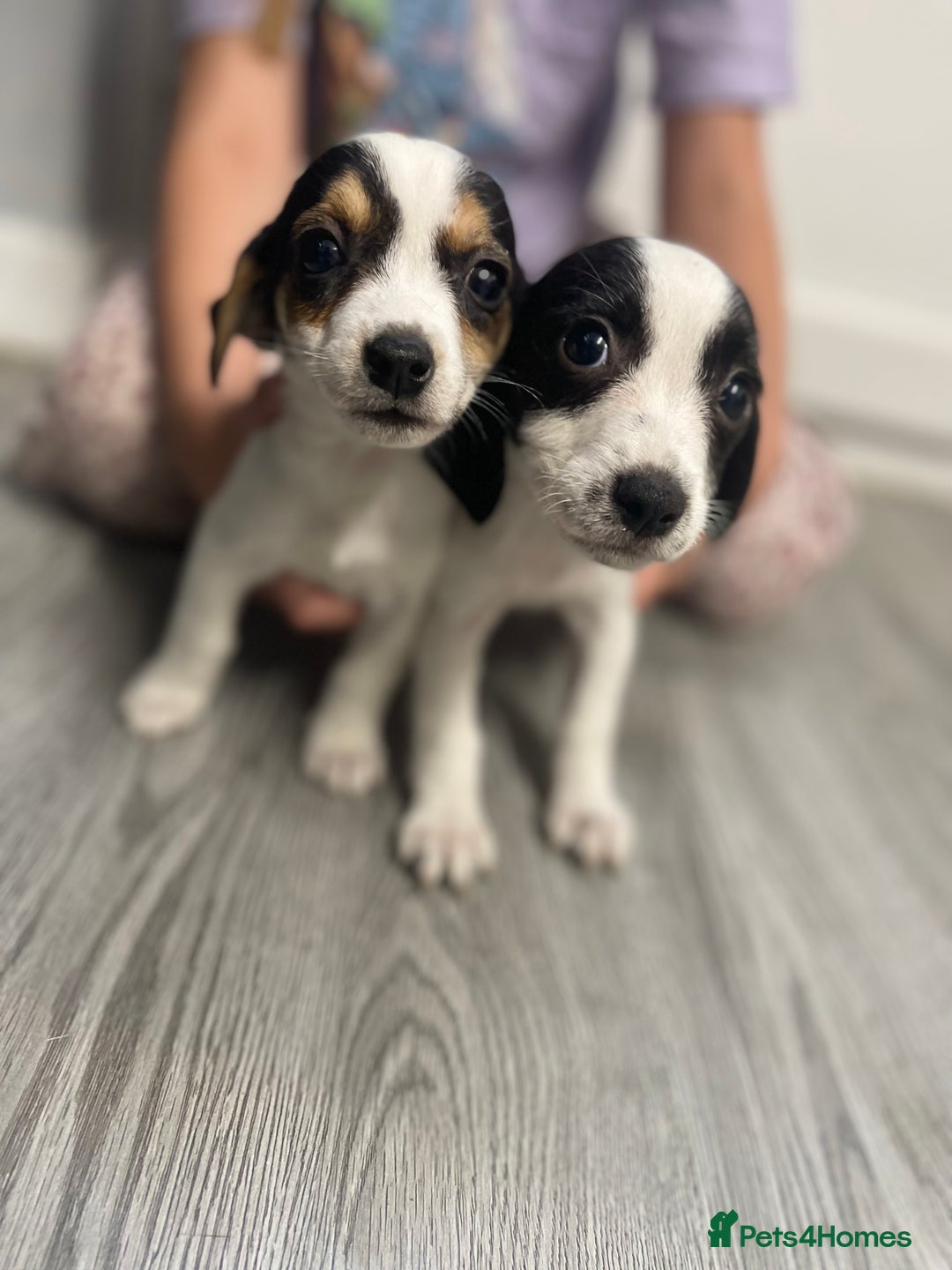 Jack Russell dogs for sale: 2 beautiful Jack Russell puppy girls left  - Image 16