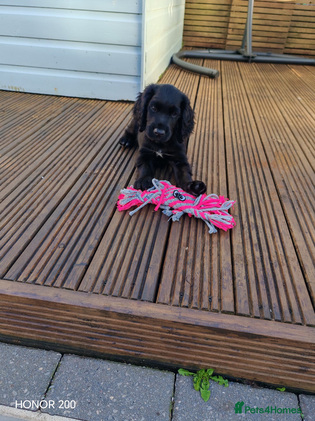 Cocker Spaniel dogs for sale: Cocker Spaniel Puppies For Sale - Image 4