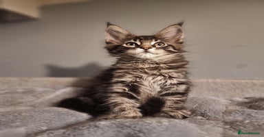 Maine Coon cats TICA REG.  Amazing kittens  - Advert 11