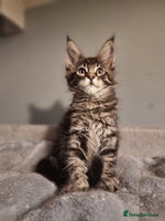 Maine Coon cats TICA REG. Amazing kittens - Advert 11