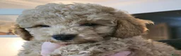 Cavapoo dogs for sale: F1B toy cavapoos - Advert 4