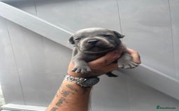 Staffordshire Bull Terrier dogs for sale: Staffordshire bull terrier puppies - Image 5