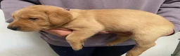 Labrador Retriever dogs for sale: Labrador pups from working lines  - Advert 5
