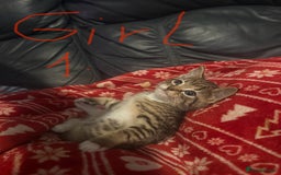 Mixed Breed cats for sale: ✨Adorable Kittens Looking for Their Forever Homes✨ - Advert 2