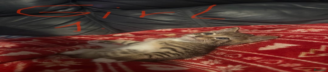 Mixed Breed Kitten 4