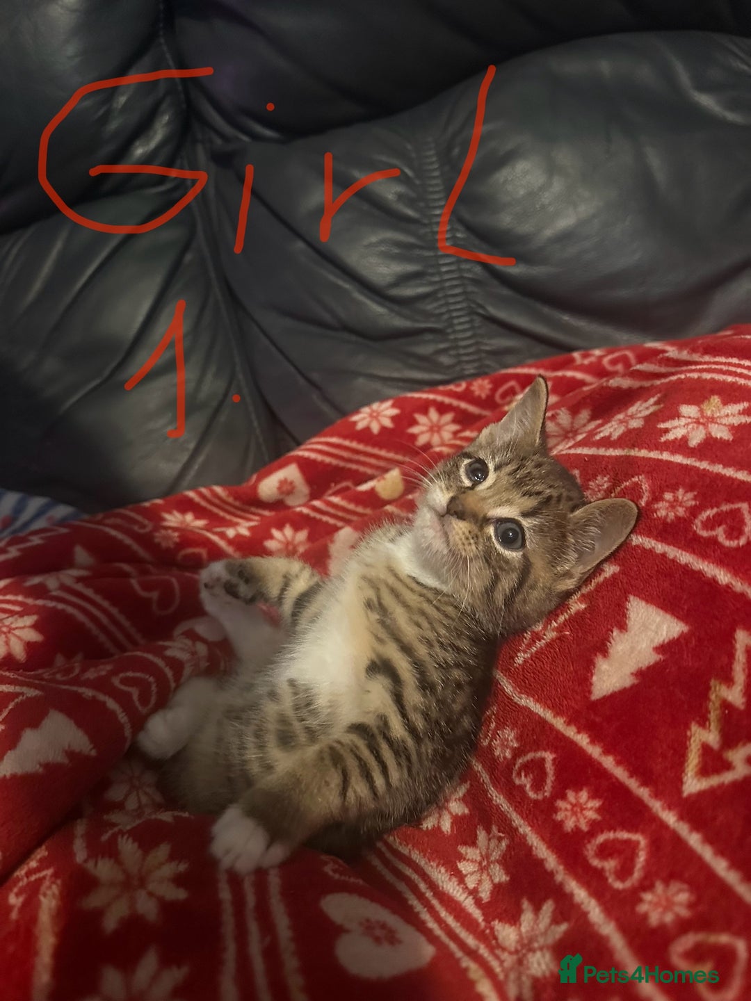 Mixed Breed cats for sale: ✨Adorable Kittens Looking for Their Forever Homes✨ - Advert 2