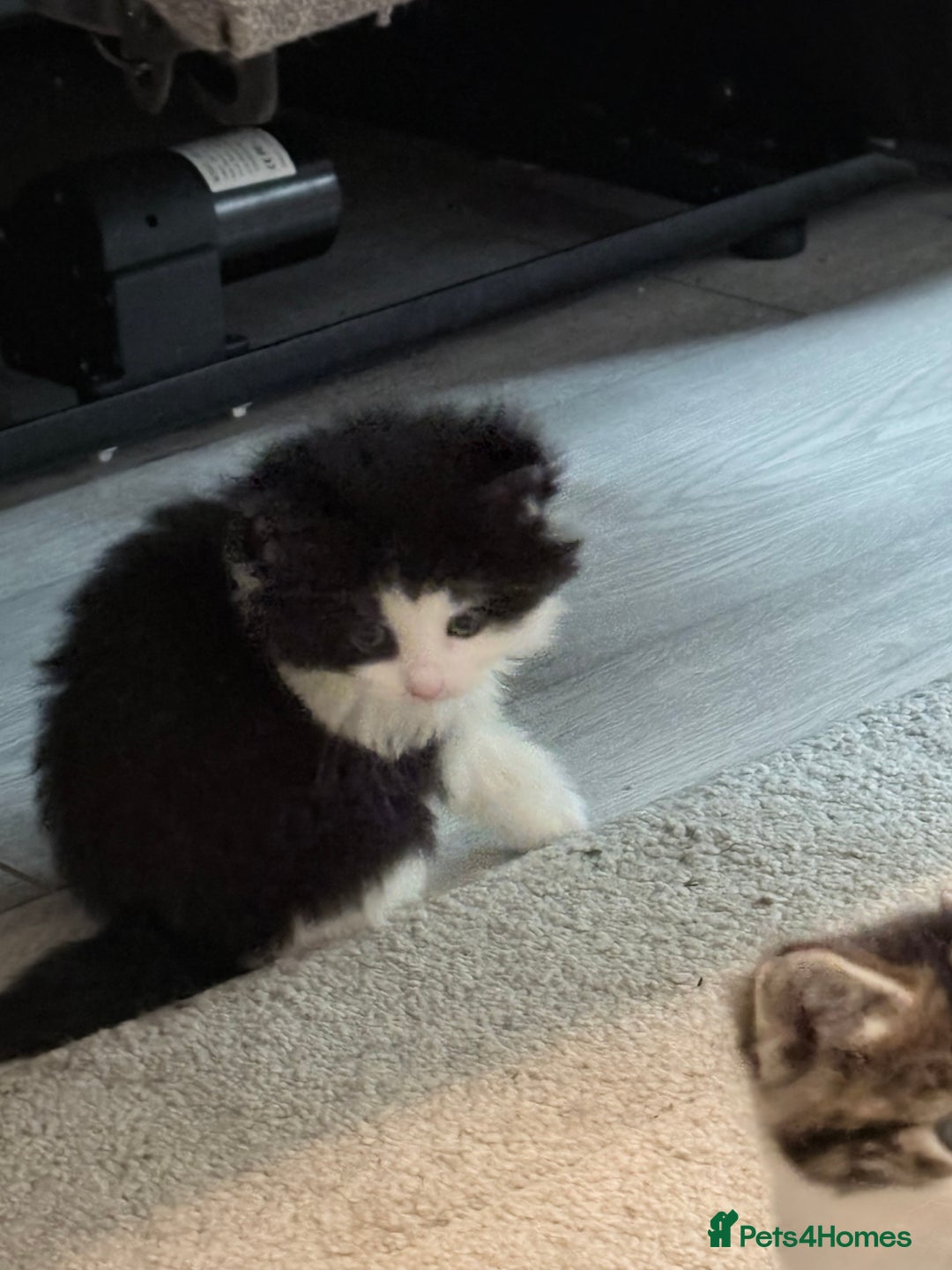 Mixed Breed cats for sale: Beautiful mix breed kittens - Advert 18