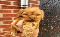 Cockapoo dogs for sale: F1 Cockapoo Puppies  - Image 2