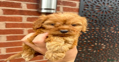 Cockapoo dogs - Advert 4