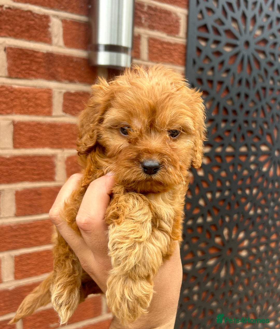 Cockapoo dogs for sale: F1 Cockapoo Puppies  - Image 2