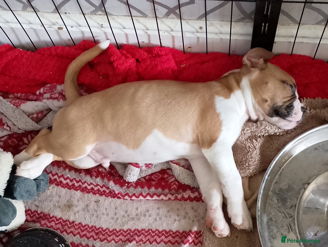 Mixed Breed dogs for sale: Beautiful Big Old Thyme bulldog x Staffy Pups  - Image 11