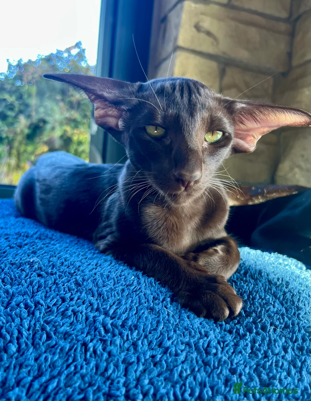 Oriental cats for sale: Supreme pedigree Oriental kittens GCCF reg - Advert 38